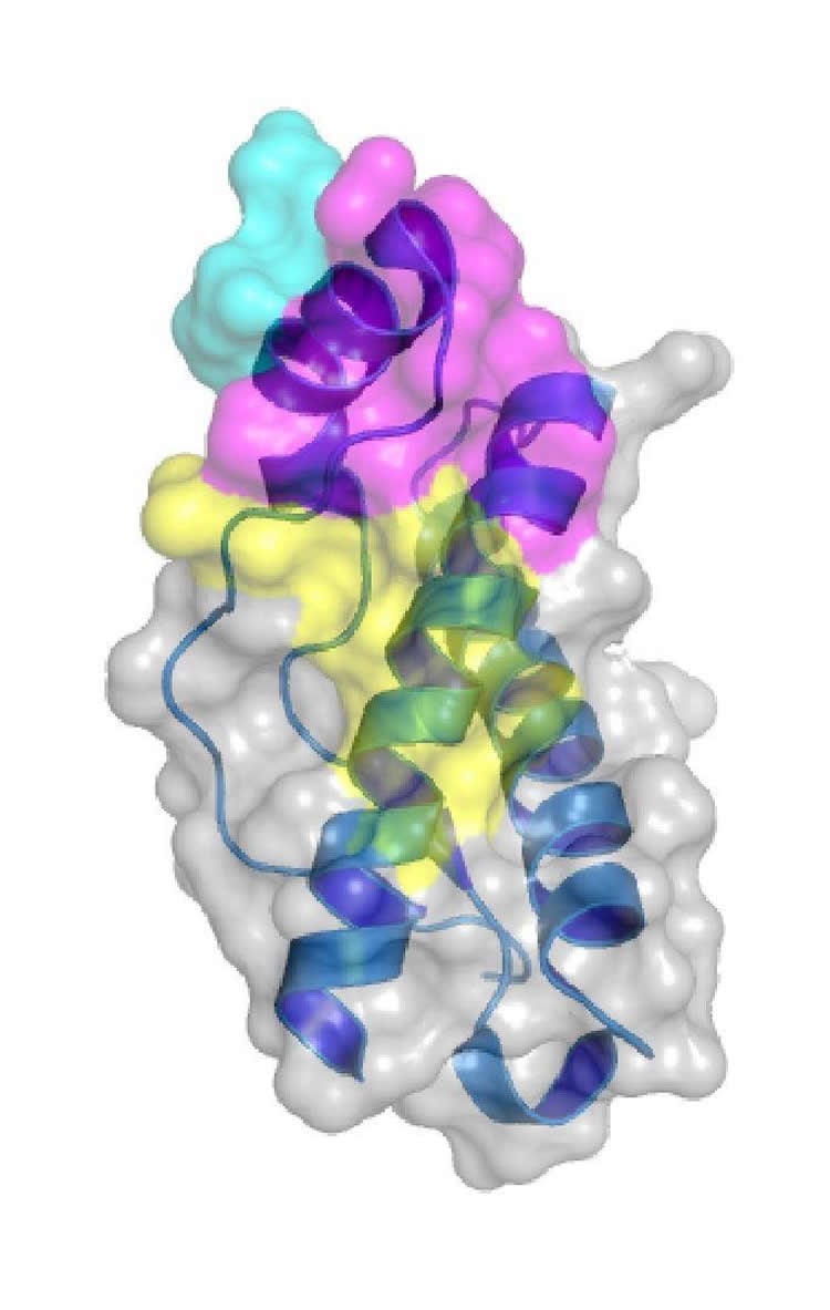 Image shows the 3d structure of a prion.