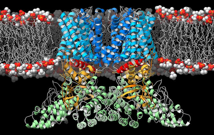 Image shows the 3d structure of TRPV2.