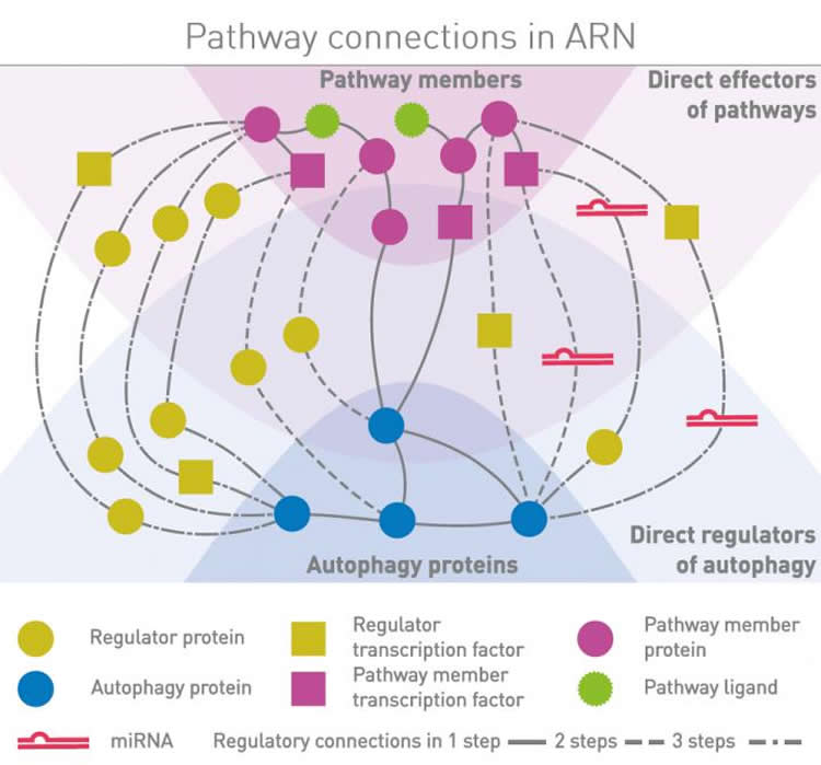 Diagram shows regulators of autophagy.