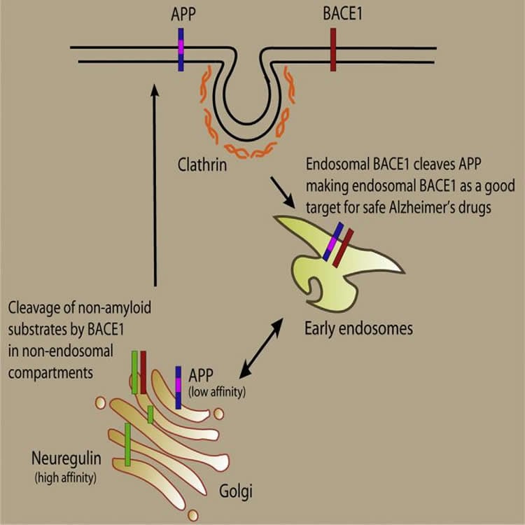 Diagram shows how the drugs will target BACE1.