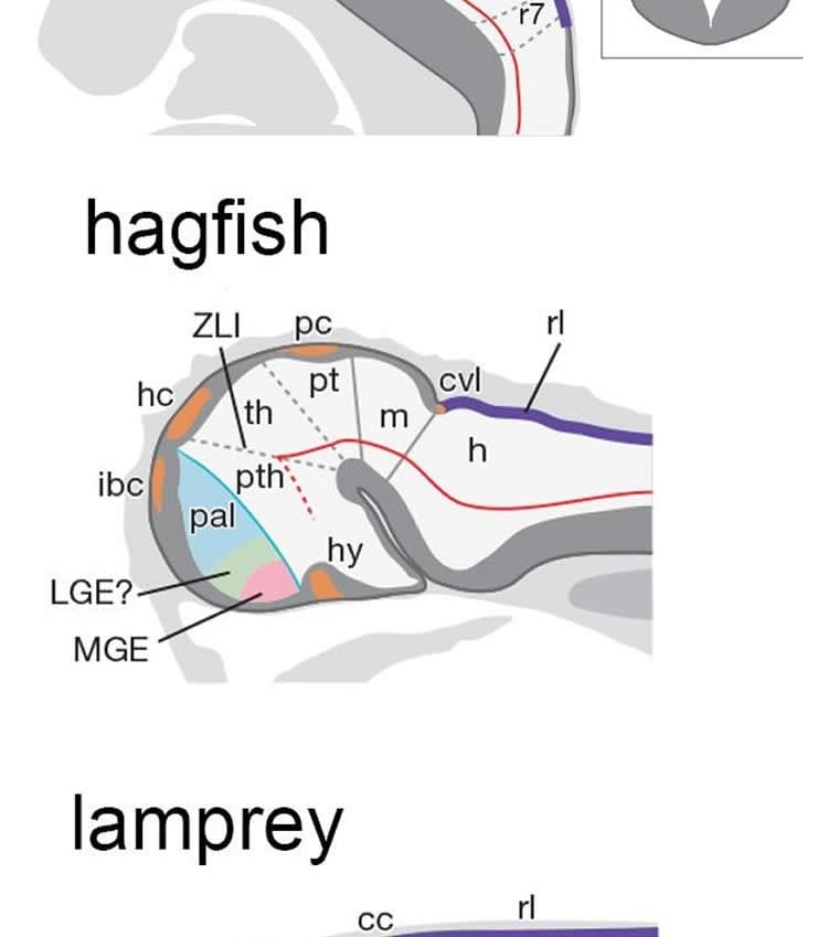 Image shows lamprey and hagfish heads.