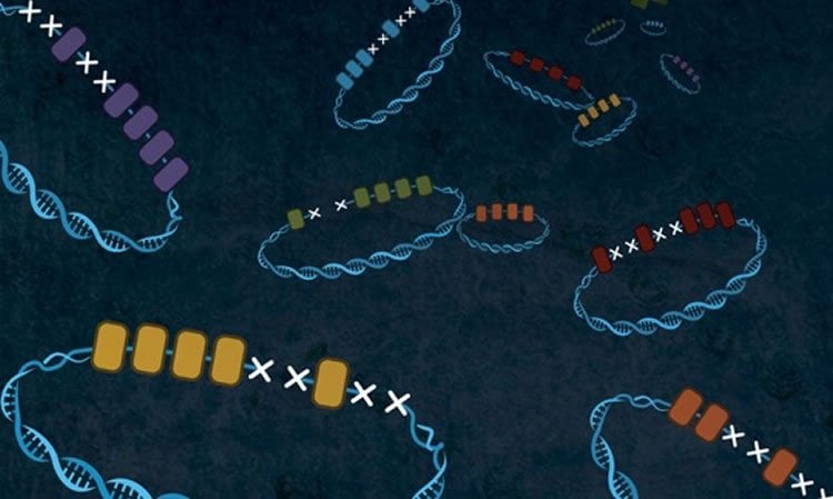 Drawing of DNA strands with X's on them.