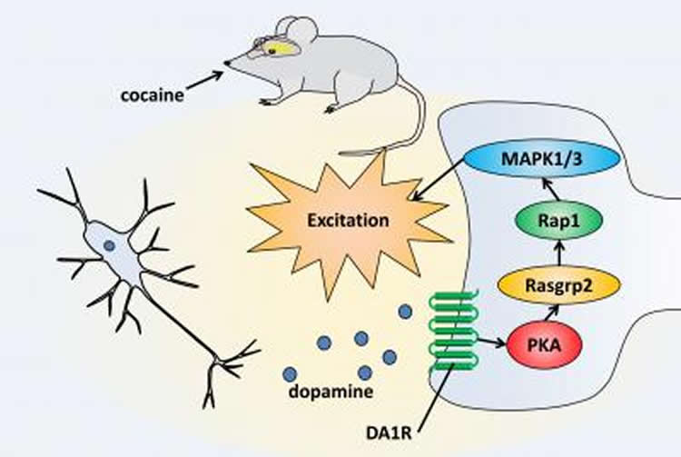 Diagram outlines the dopamine reward pathway in mice.