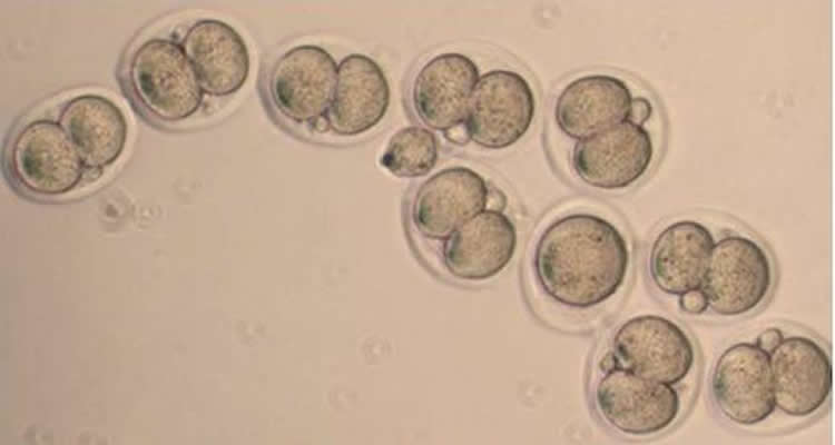 Image of mouse embryos.