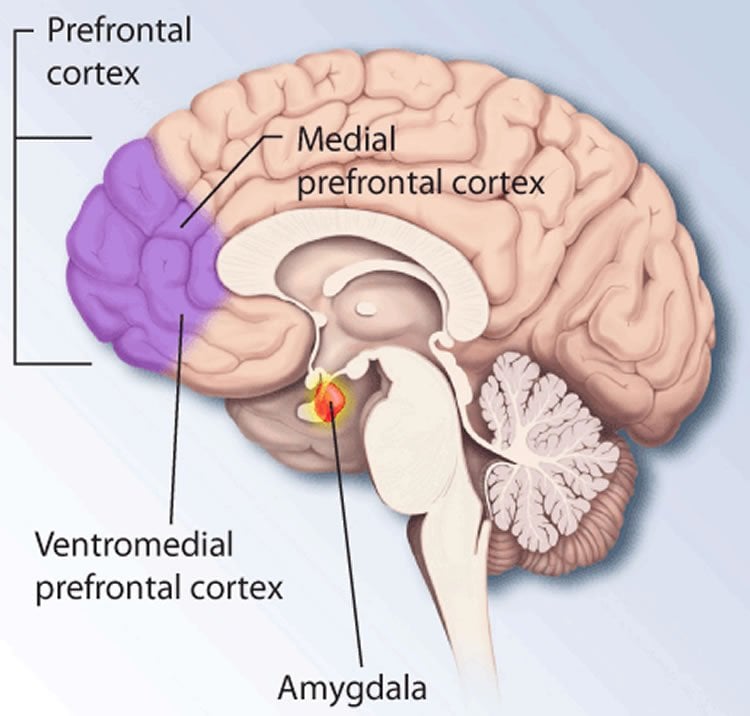 Image shows location of medial prefrontal cortex and amygdala in the human brain.