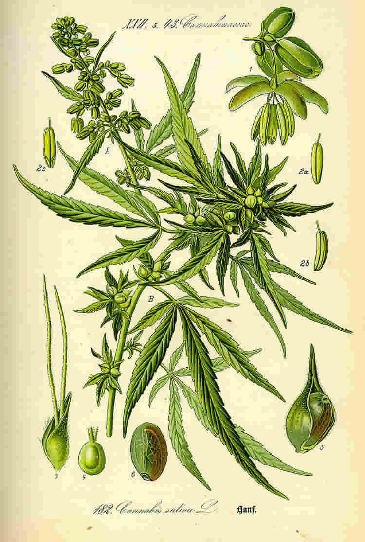 Image shows cannabis leaves.