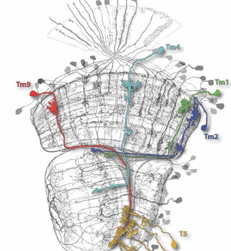 Image shows a network of the nerve cells.