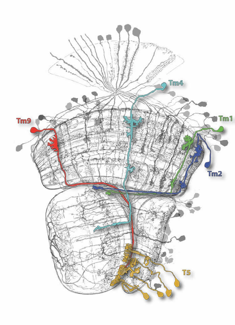 Image shows a network of the nerve cells.