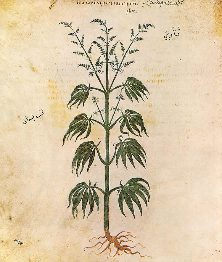 Image shows a Cannabis sativa plant.