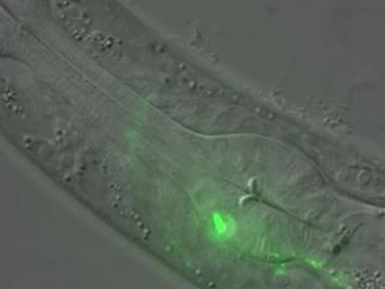 Image shows a segment of a C. elegans worm with a RIM neuron shown.