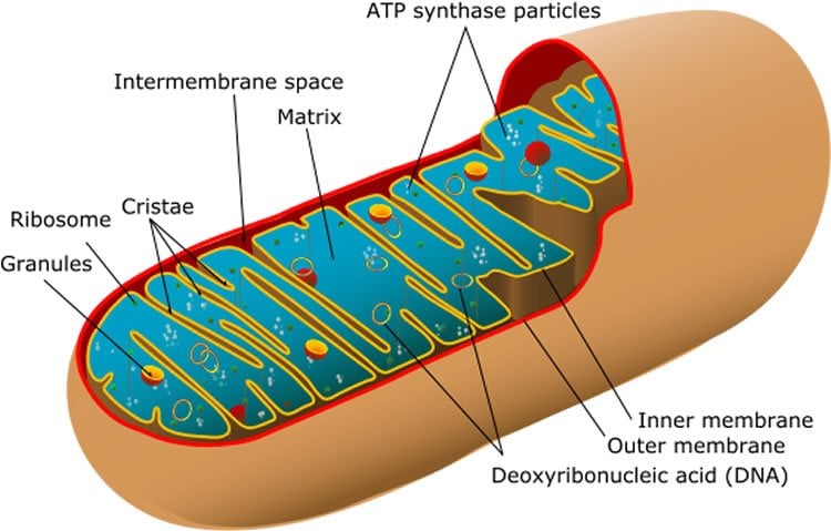 Image shows a labelled diagram of mitochondria.