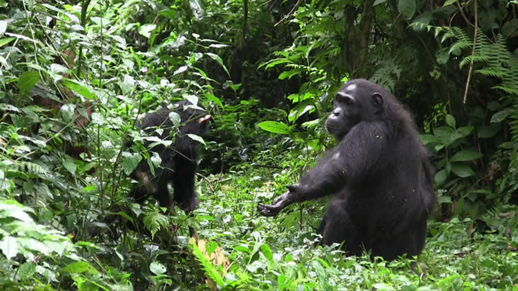 Image shows a mom and baby chimp.