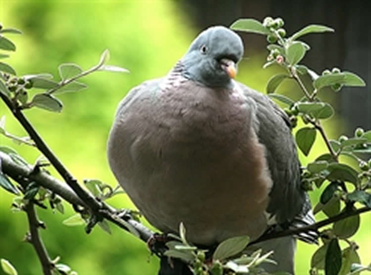 Image shows a pigeon.