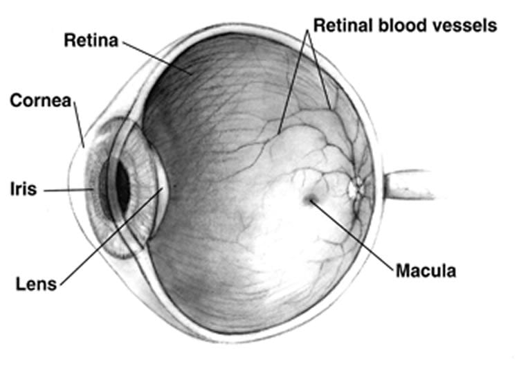 Image shows a labeled diagram of the eye.