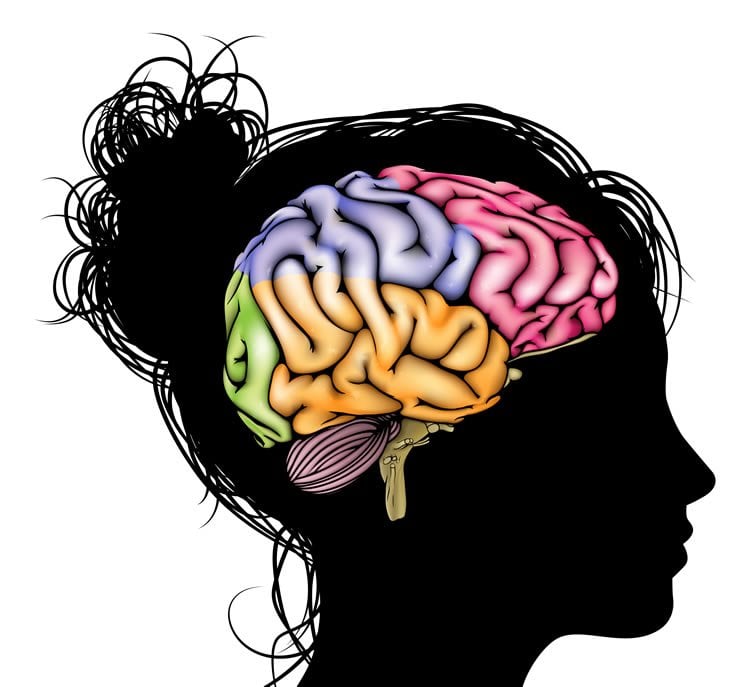 Image shows female head outlined with a colorful brain inside the skull.