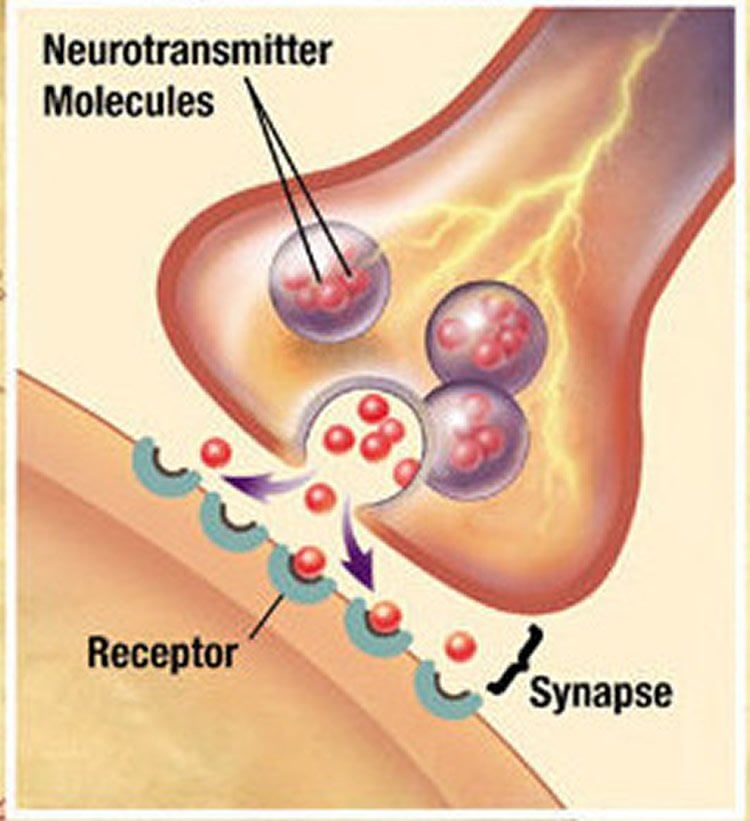 Diagram of a synapse.