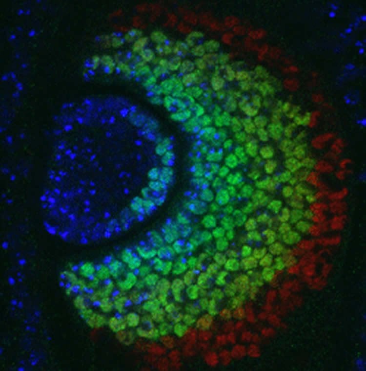 Image shows concentric rings in a fruit fly larva’s antenna.