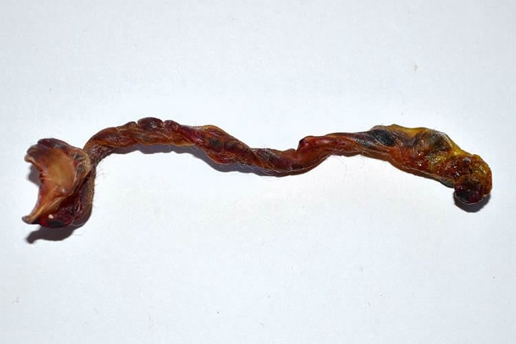 Image shows a detached umbilical cord.