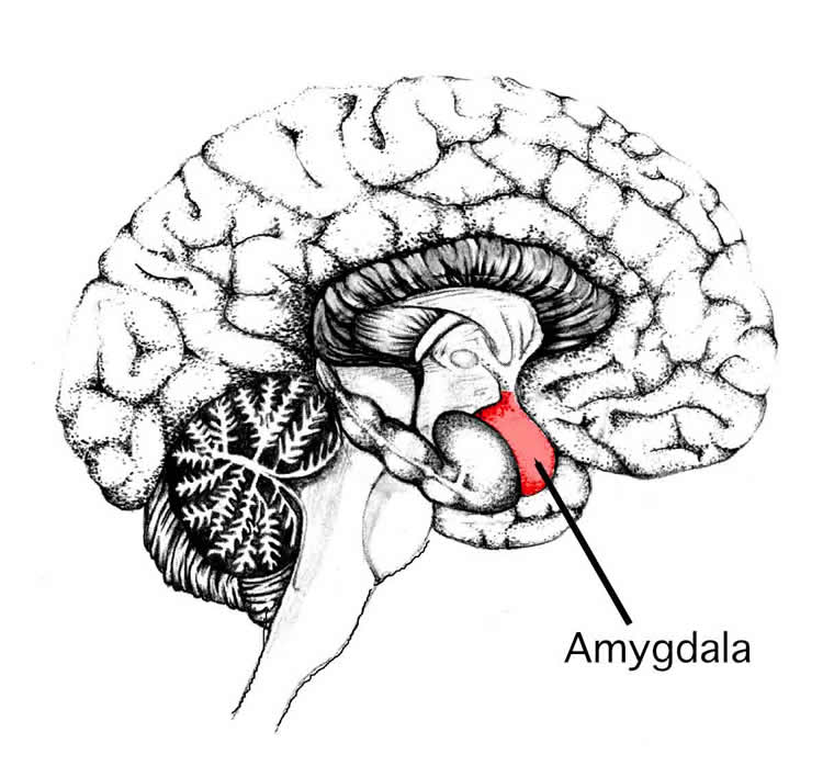 Image shows the location of the amygdala in the human brain.