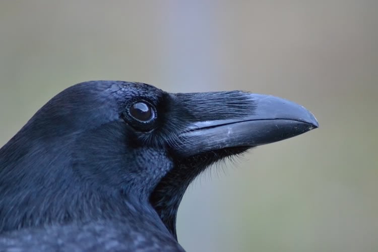 Image shows a raven.