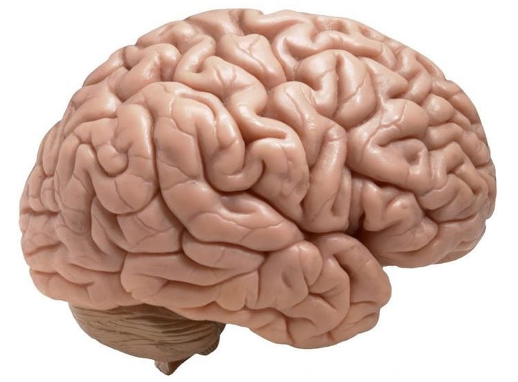Image shows a brain model.