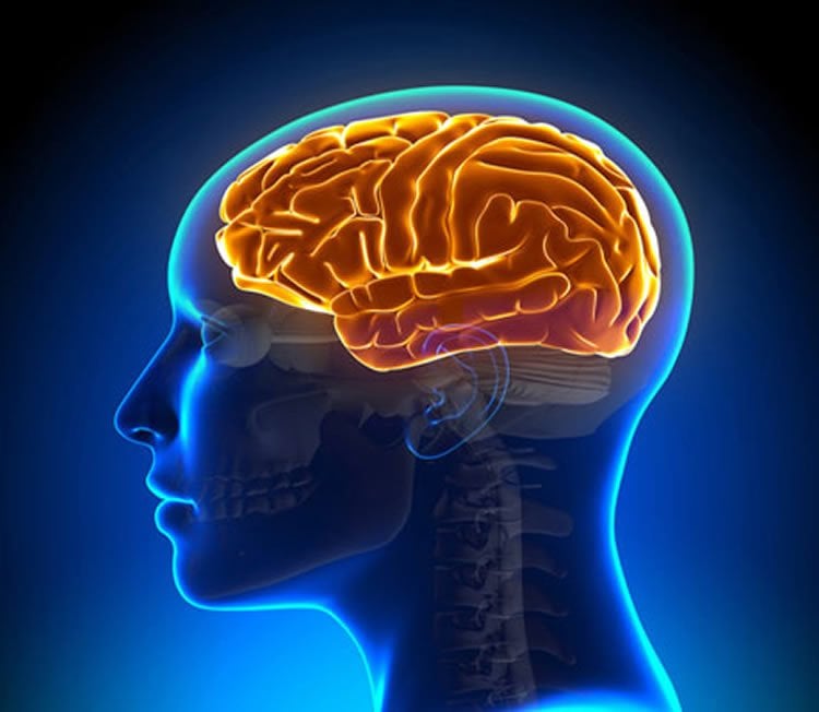 Image shows the outline of a head in blue and an orange brain.
