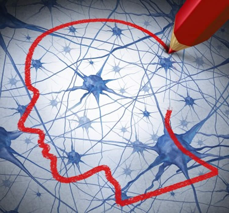 Image shows neurons and a red pecil drawing the outline of a head.