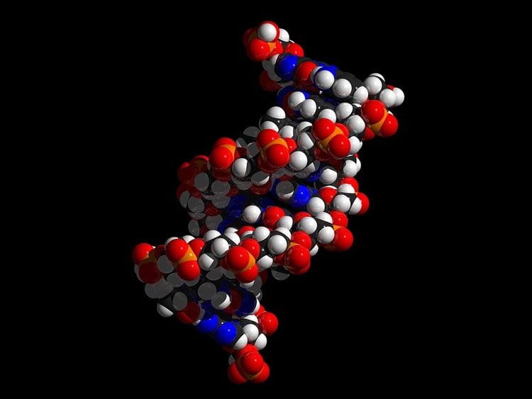 Image shows a DNA double helix model.