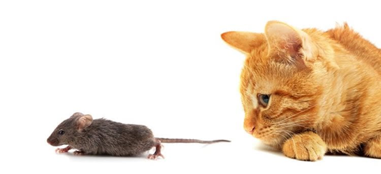 Image shows a cat and mouse.