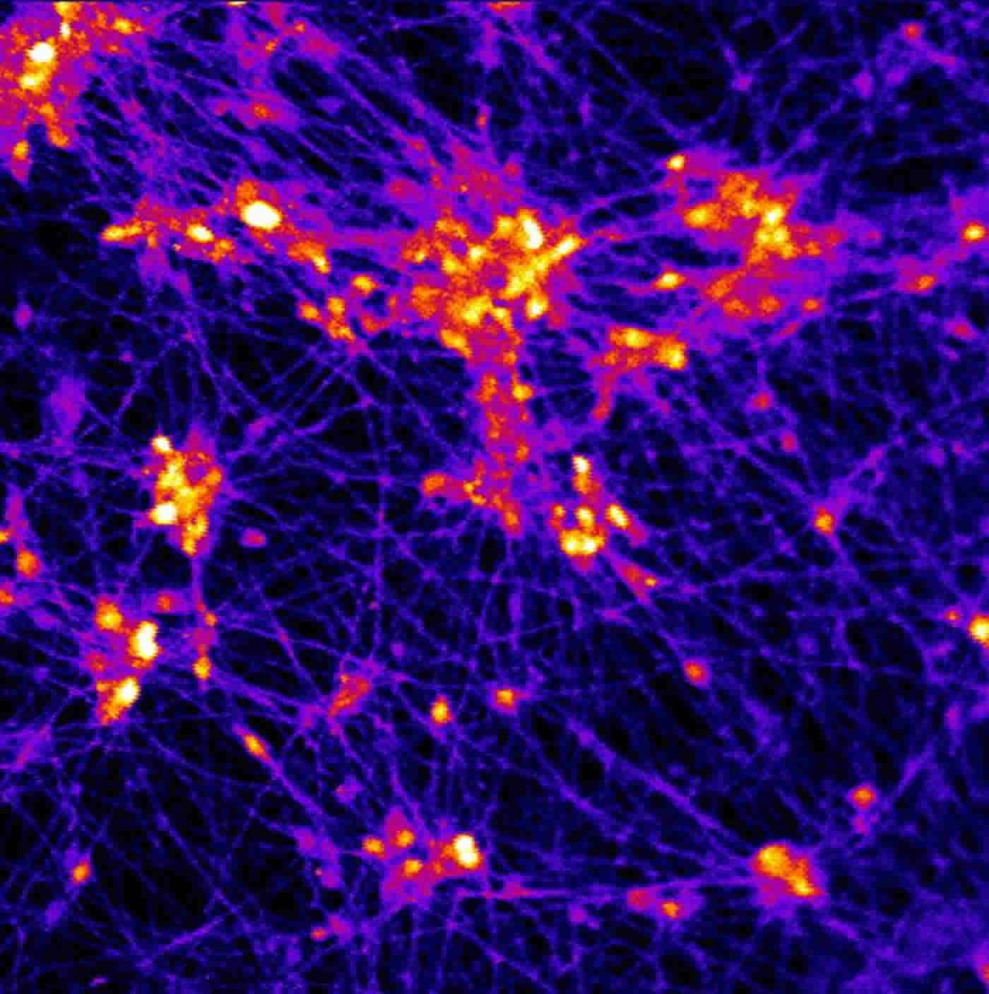 Image shows human neurons on the 3D scaffold.