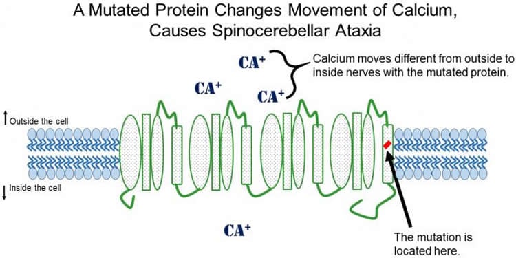 Illustration of a calcium channel.