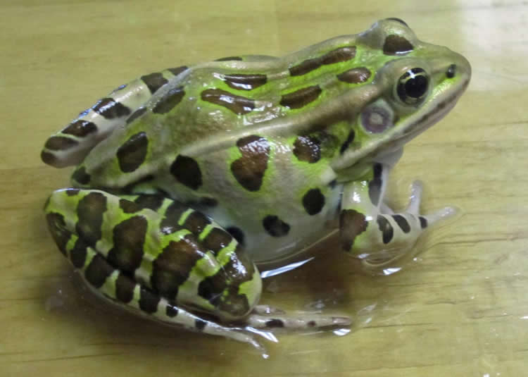 Image shows a leopard frog.