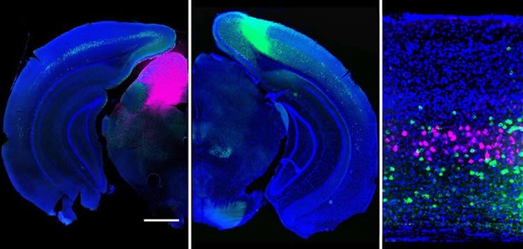 Image shows neurons in a mouse visual cortex.