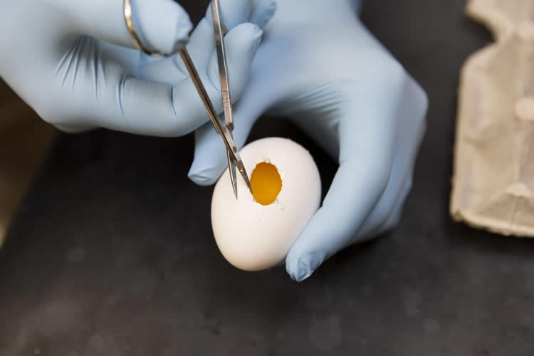 Image shows the researcher cutting a hole in a chicken egg.