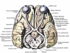 The Invisible World of Human Perception - Neuroscience News