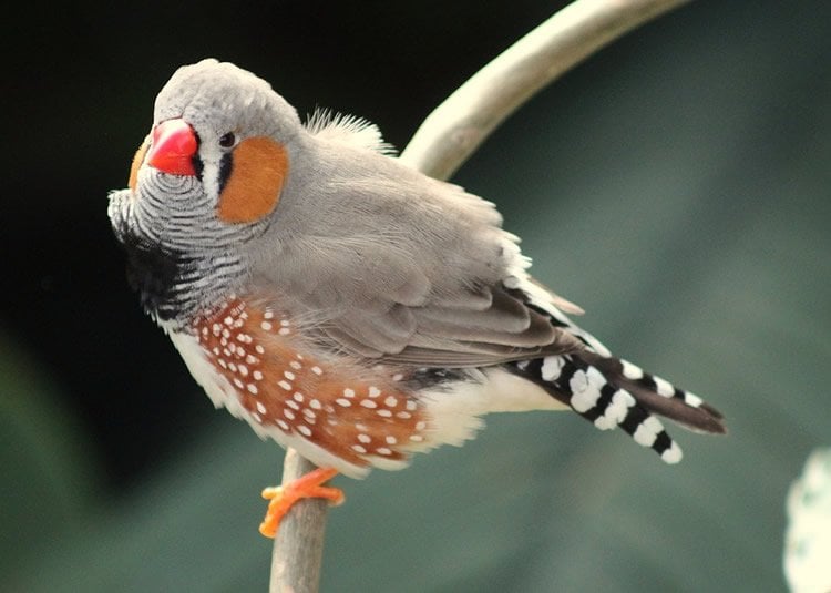 Image shows a zebra finch.