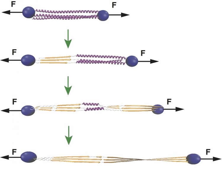 Diagram of how actin stabilizes cp.