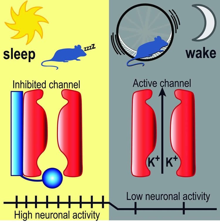 Diagram shows a sleeping and awake mouse with the BK channels.