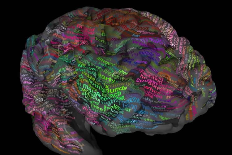 This image shows a brain with words written on it.