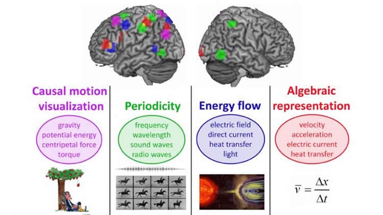 Image of a brain with different areas higlighted assosicated with scientific concepts.