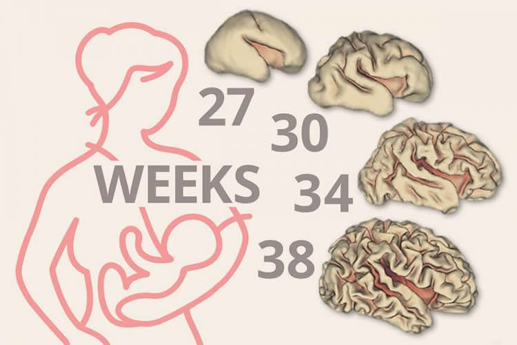 Image shows different stages of brain development between 27 and 38 weeks.