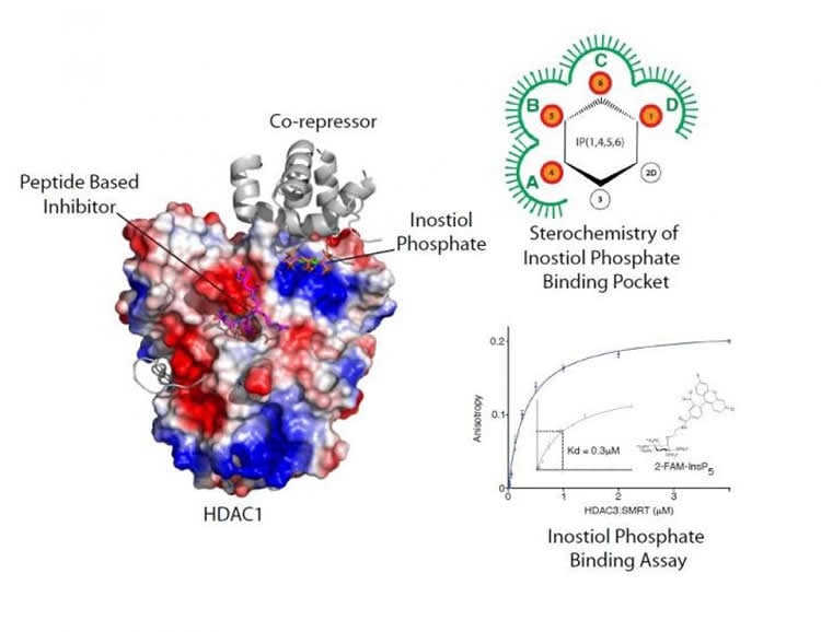 Image shows the structure of the HDAC enzyme.
