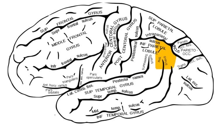 Image shows the location of the angular gyrus in the brain.