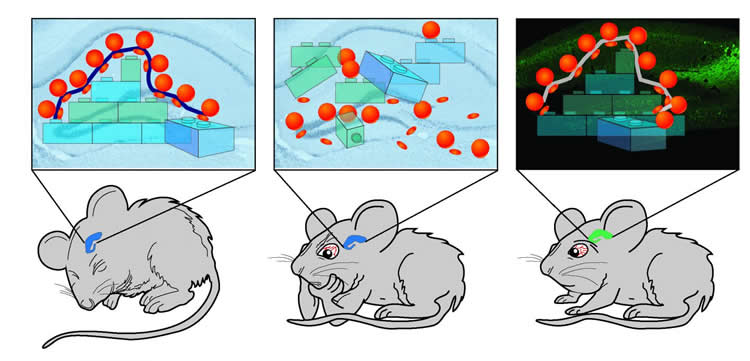 Diagram of mice.