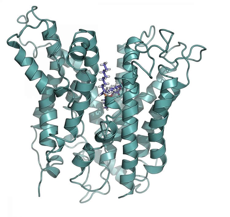 This image shows the structural model of critical transporter, Mfsd2a.