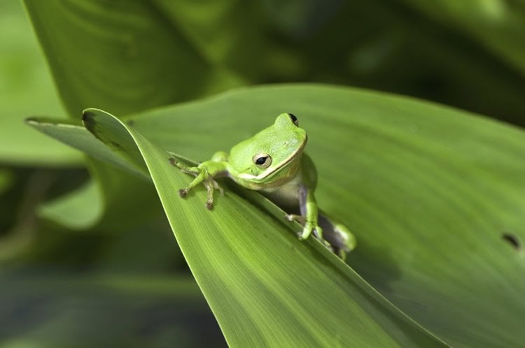 This image shows a green tree frog.