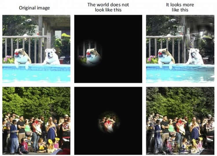 Photos used in the researchi including a group of people and a dog in a swimming pool.