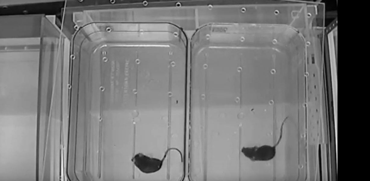 Image shows two mice.