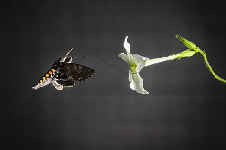 Image shows a hawk moth flying to a flower.