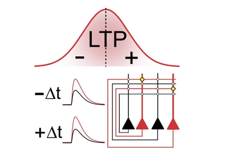 Image shows a graph of LTP.